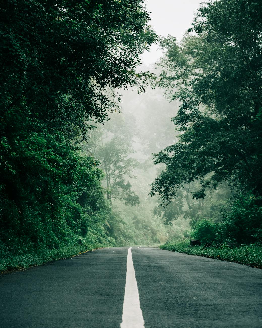 empty asphalt road between trees